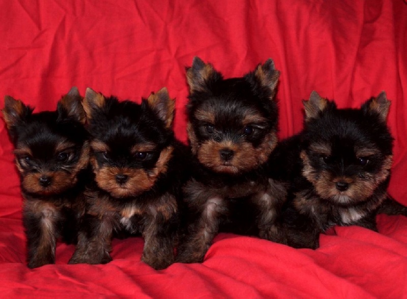 De la Bergerie du Coteau - Yorkshire Terrier - Portée née le 01/01/2016